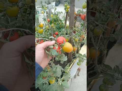 نصيحه لوجه الله جرب سماد قشور الموز للخضروات تقويه جذور وكثرة التزهير ومجموع خضري ممتاز وانفجار نمو🍅