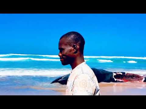 Une baleine 🐋 retrouvée morte sur la plage de l’unité 15🇸🇳