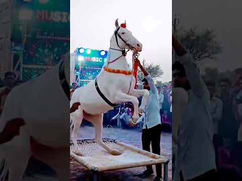 Horse dance chunni me wala nach ЁЯШН ЁЯе│тЭдя╕ПтАНЁЯФеЁЯдйЁЯСМЁЯСМЁЯСМЁЯП╗ЁЯСМЁЯСМЁЯСМЁЯСМЁЯСМ