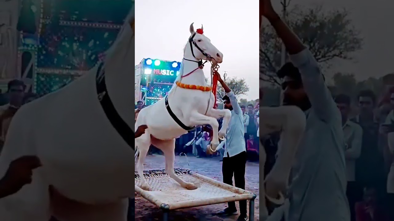 Amazing Horse Dance Performance in Chunni – Must Watch! 🐴✨
