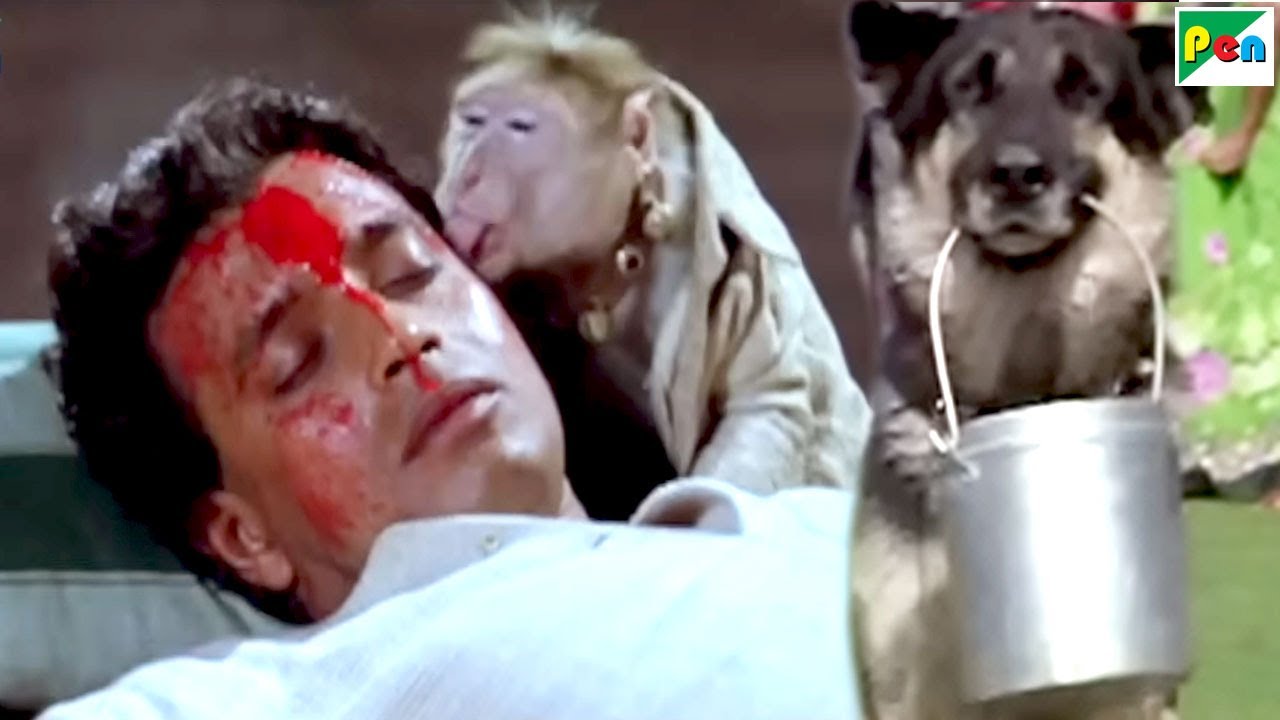 बंदर- कुत्ते ने खून की नली पकड़कर बचाई जान 🐶