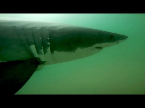 Californie: la population de requins en plein essor
