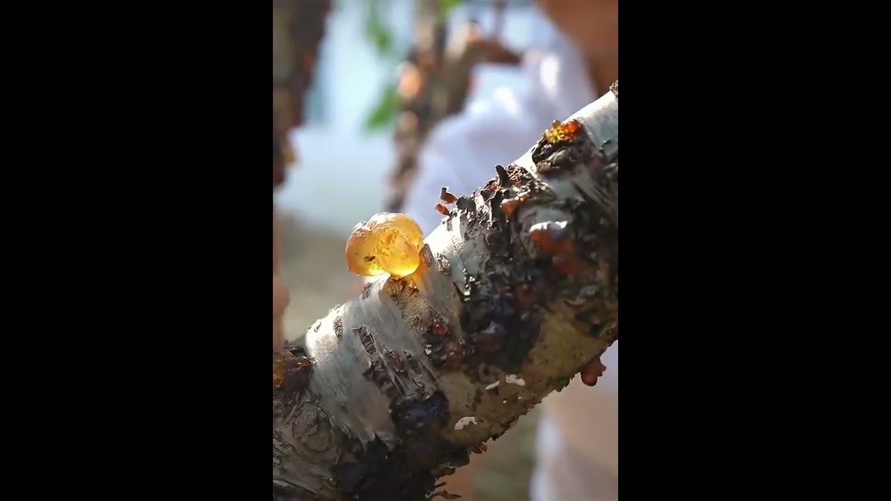 edible gum#awesome effects #nature love