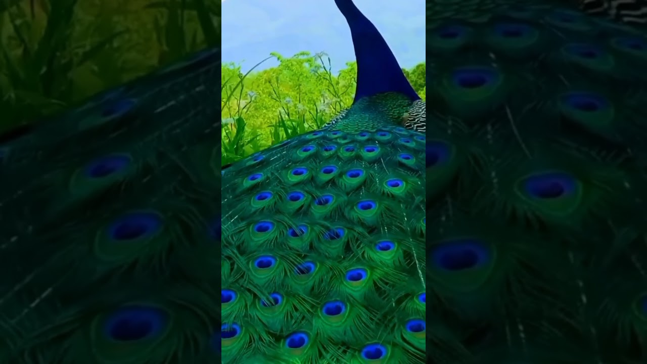 Pesona Mekar Si Burung Merak π¦