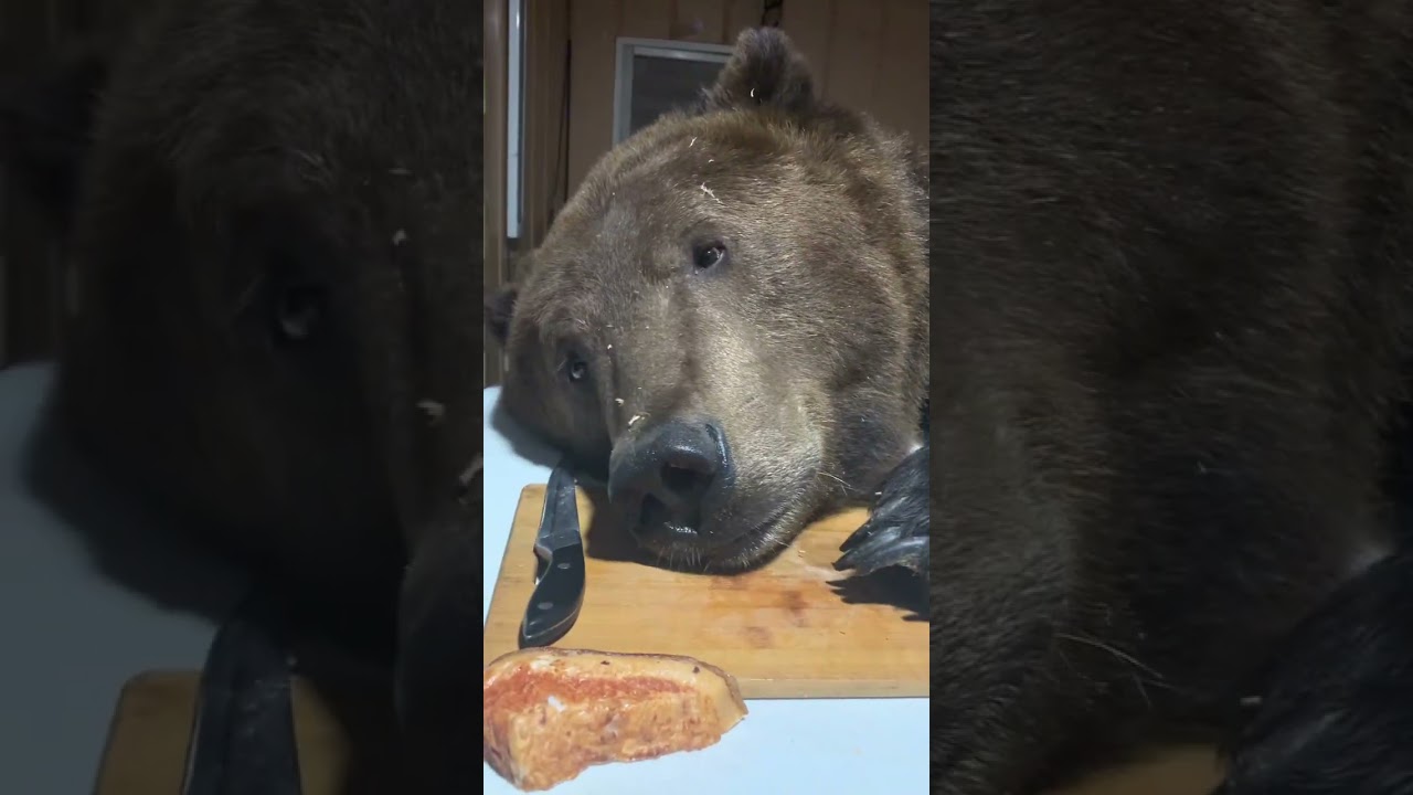 Удивительный мир домашнего медведя: гармония и искусство дрессировки 🐻