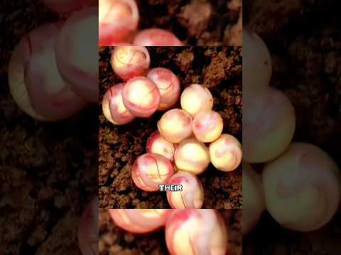 3Fact Nature