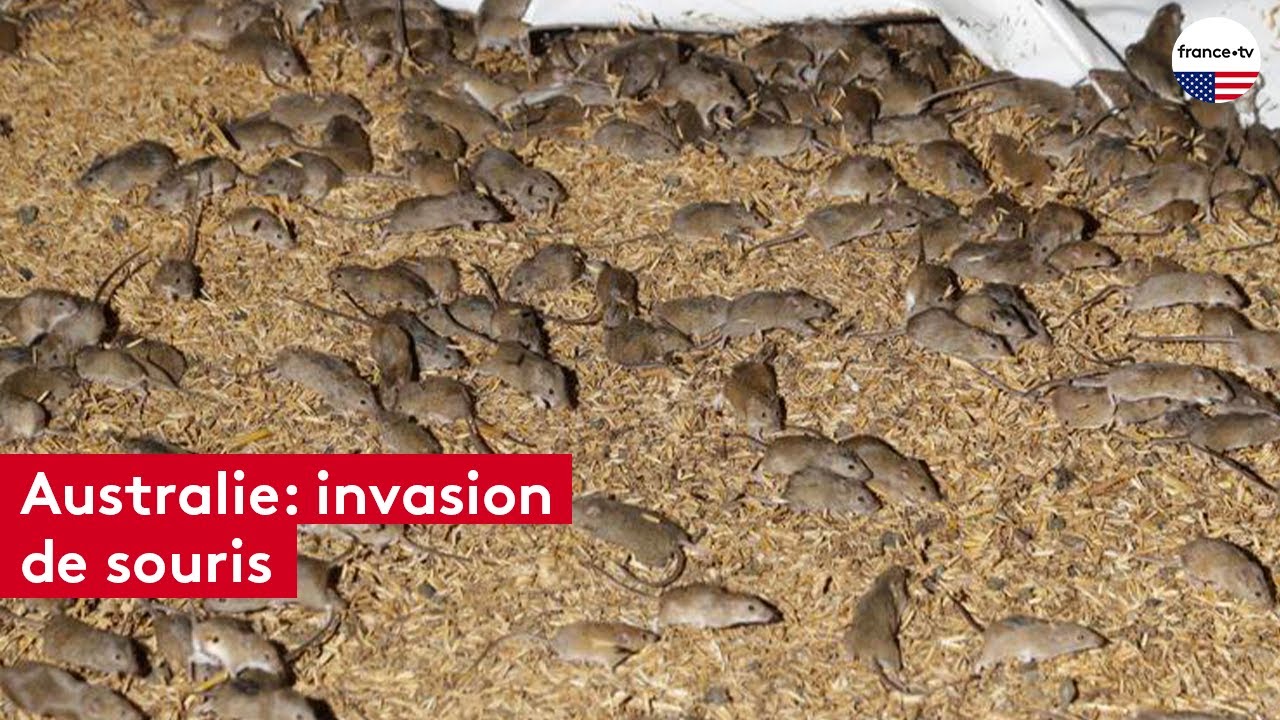 Australie : invasion massive de souris chez les fermiers 🐭