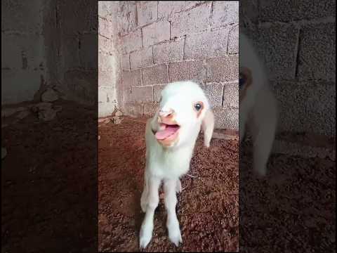 صوت خروف صغير baby sheep
