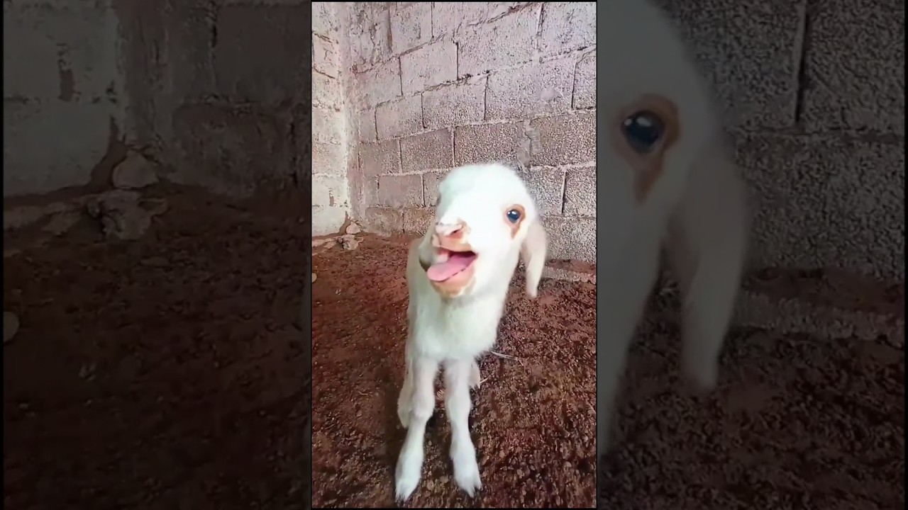 صوت الخروف الصغير 🐑 - استمتع بصوت الحمل اللطيف