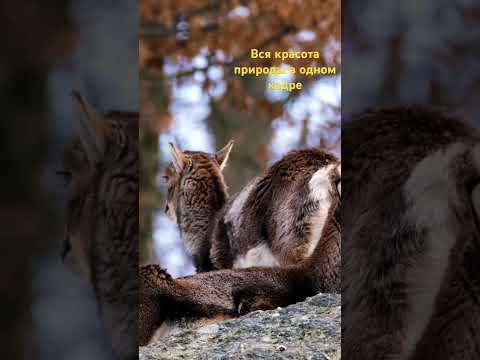 Какая красивая мелодия в сочетании с красотой природы #аллахвелик  #мелодиядуши #звукиприроды #алла