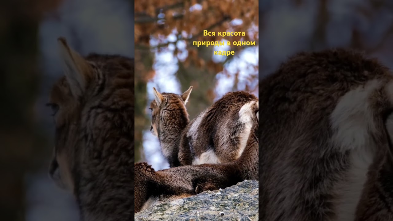 Красота природы и мелодия для медитации 🌿