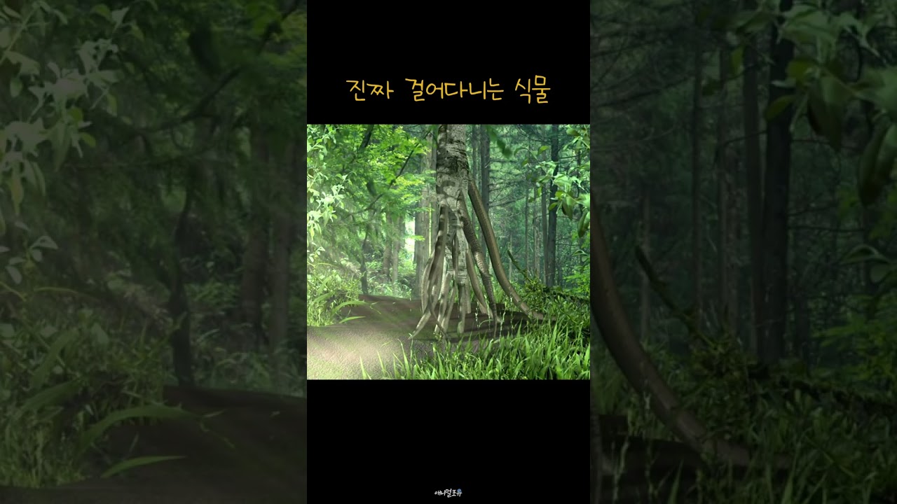 실제 걷는 식물? 놀라운 자연의 신비 🌿
