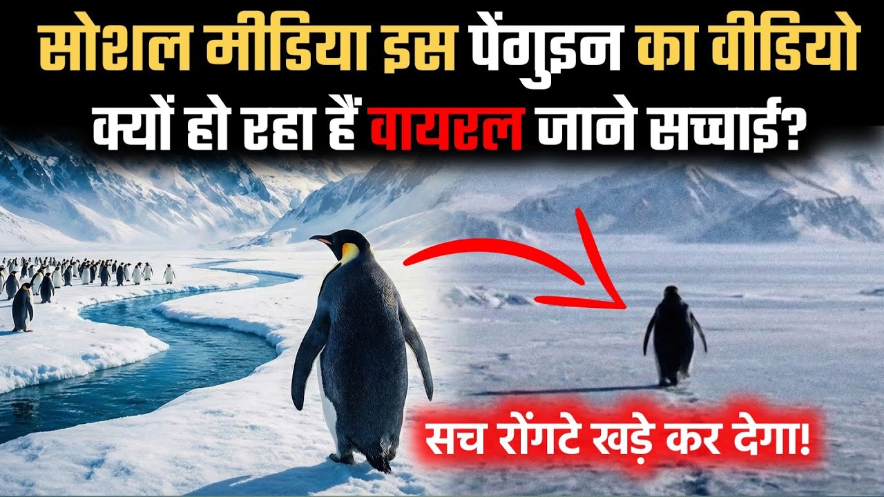 Nihilist Penguin का वायरल वीडियो: क्यों गया मौत के रास्ते? 🐧