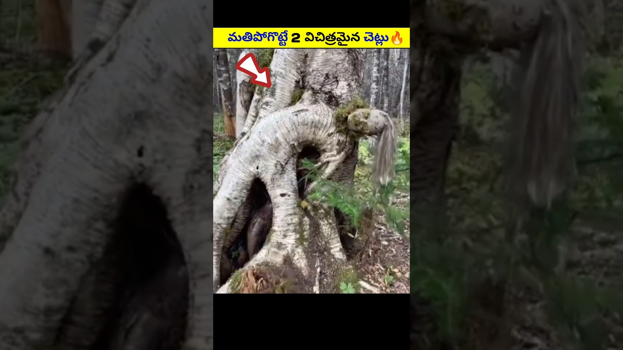 Top 2 Amazing Trees & Cars 🌳🚗