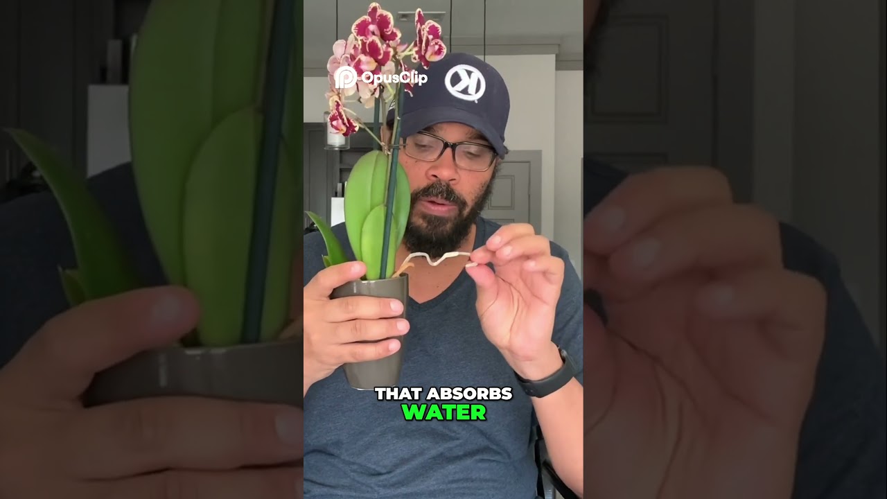 Aerial Roots in Orchids Explained 🌱