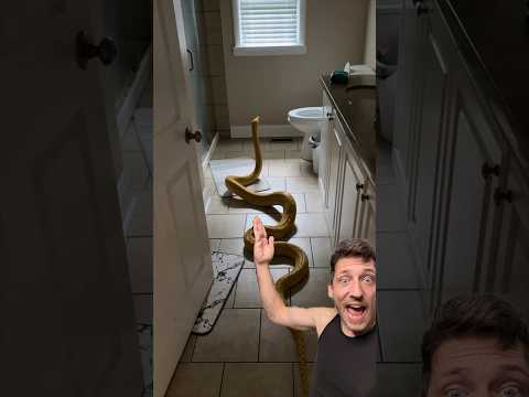 Why the Reticulated Python Is One of the Most Fascinating and Powerful Snakes 🐍