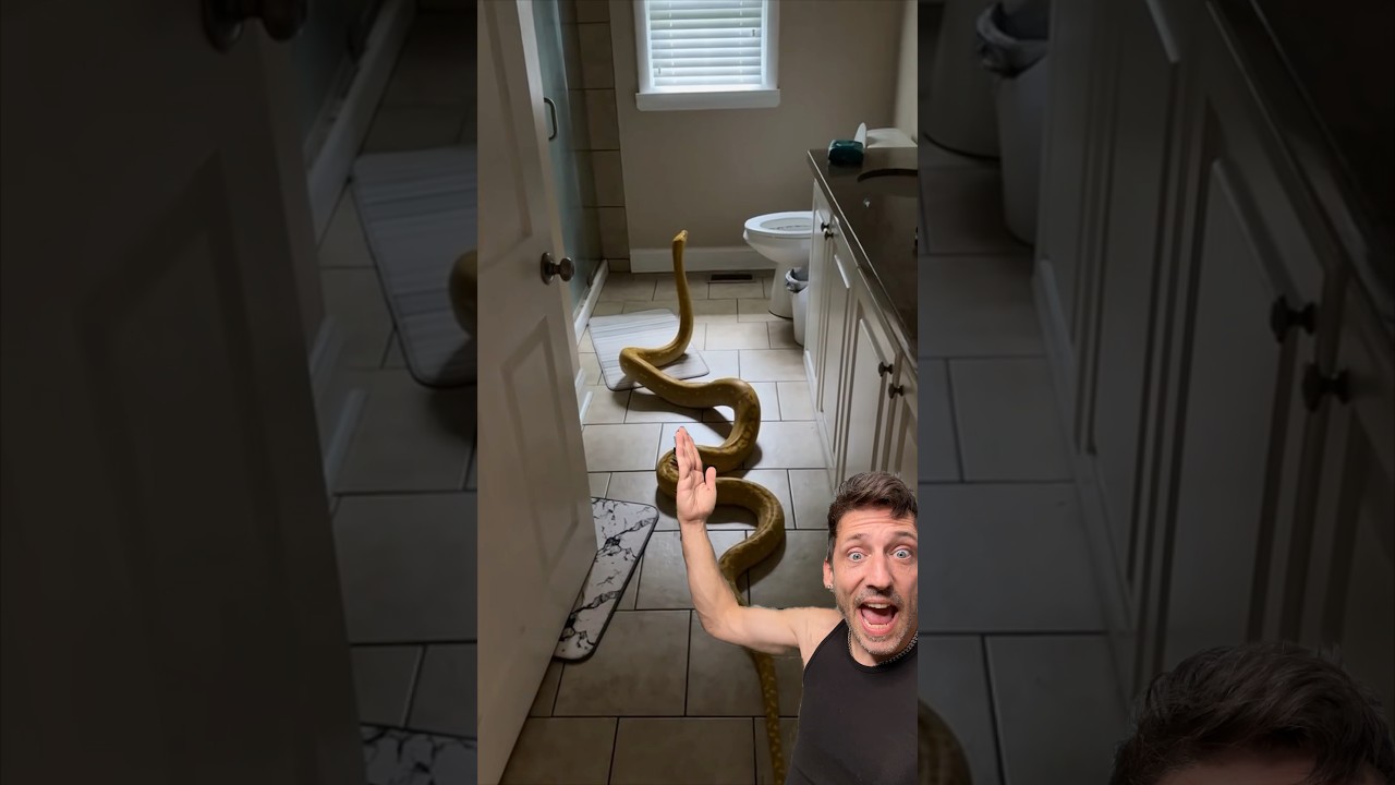 Why the Reticulated Python Is One of the Most Fascinating and Powerful Snakes 🐍