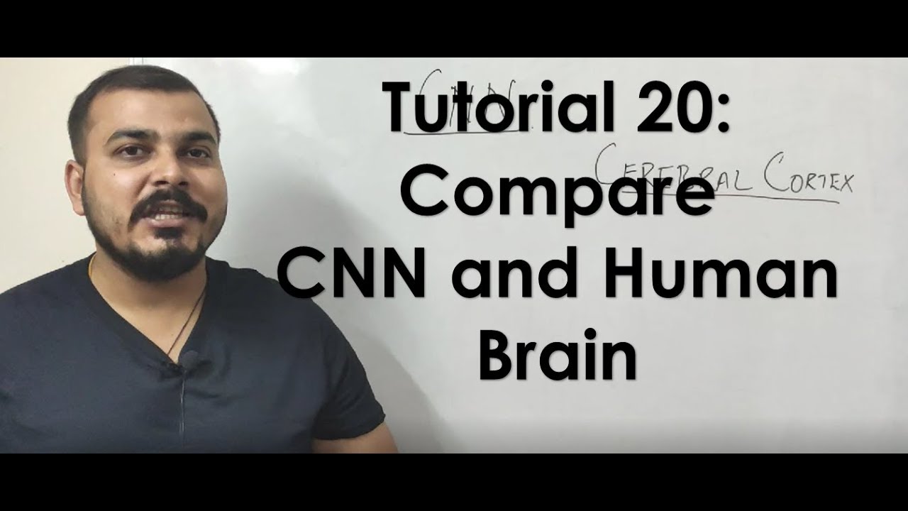 CNN vs Human Brain: Understanding Image Processing
