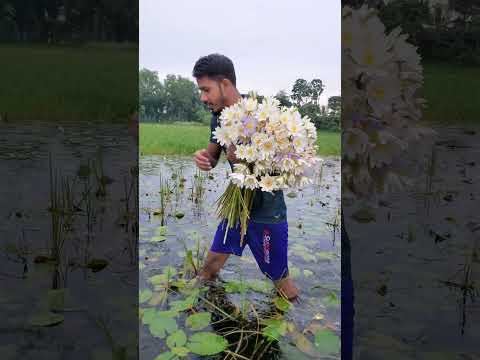 Beiman Arman Alif #live #newsong #song #cover #music #bengalimusic #kushtia