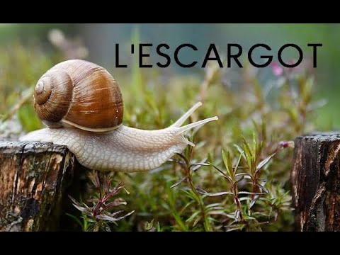L'escargot : documentaire pour enfants 🐌