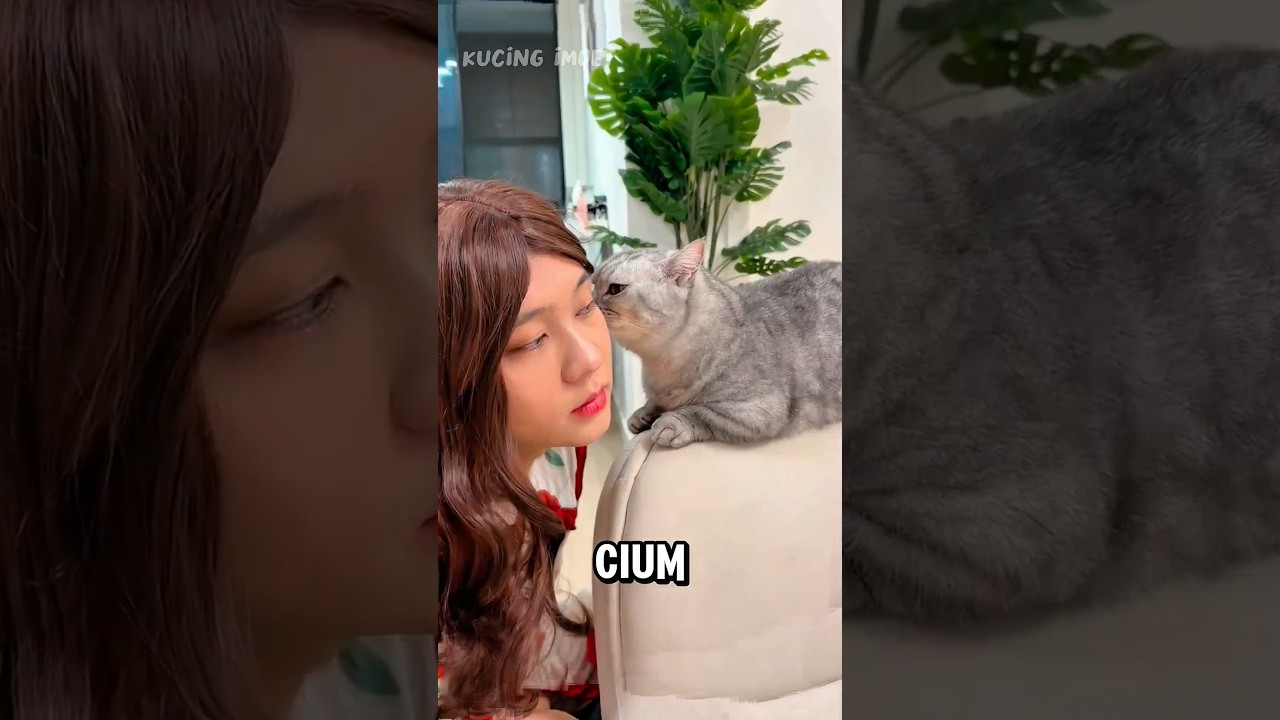 Oreo's Funny Reaction to Beautiful Girls 😅 (Part 2) | Cute Cat Moments