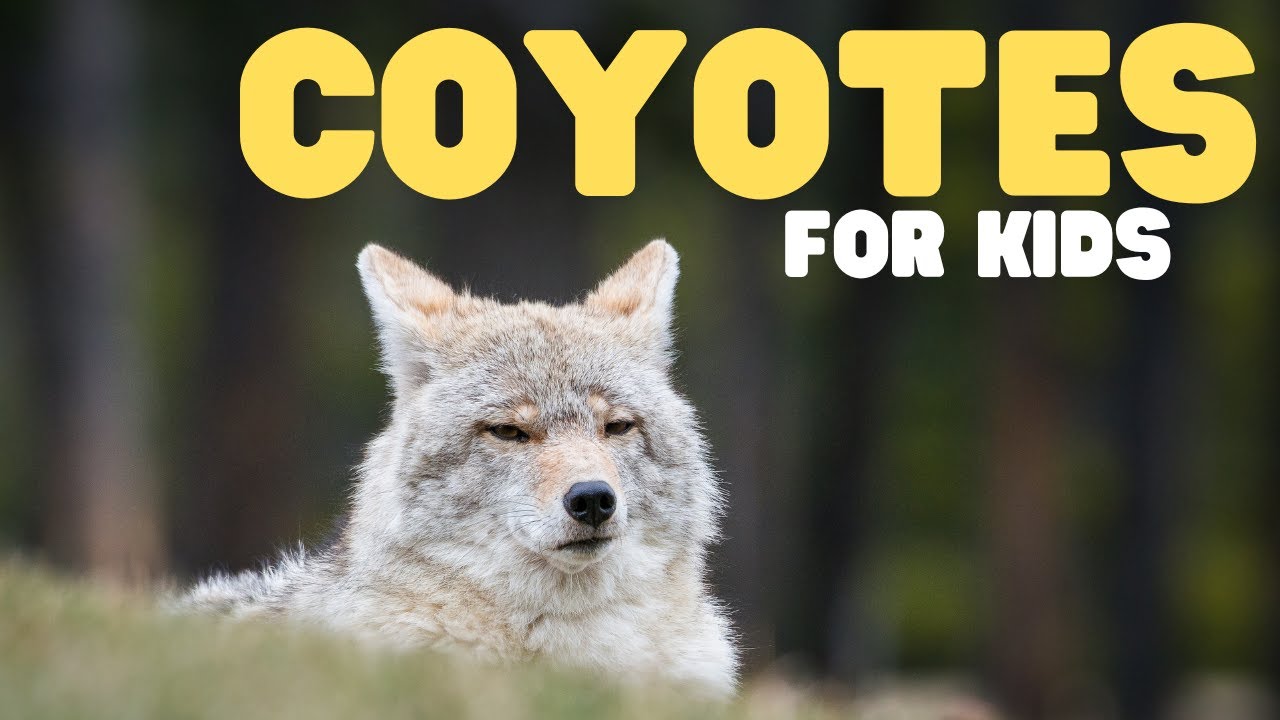 Coyotes for Kids 🐺 Fun Facts About These Animals