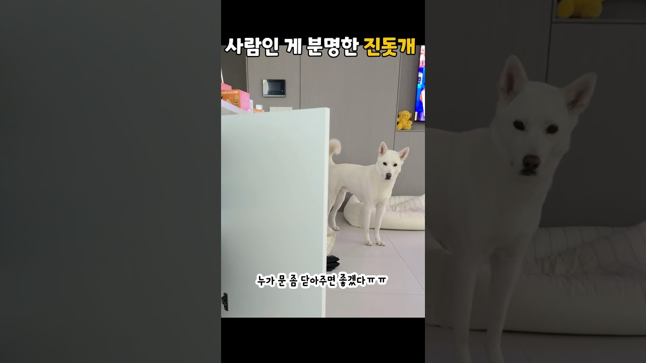 똑똑한 진돗개 풍이의 일상 🐶