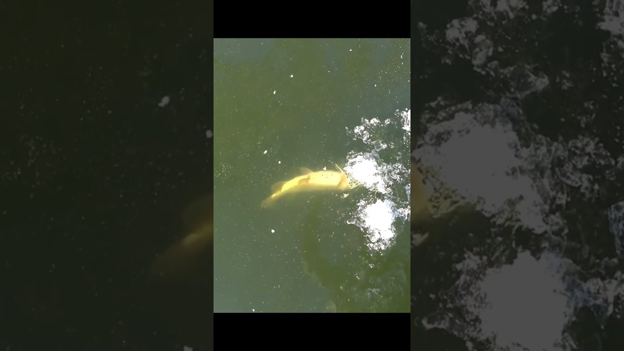 Ловля Щуки на балансир: проверенная проводка 🎣