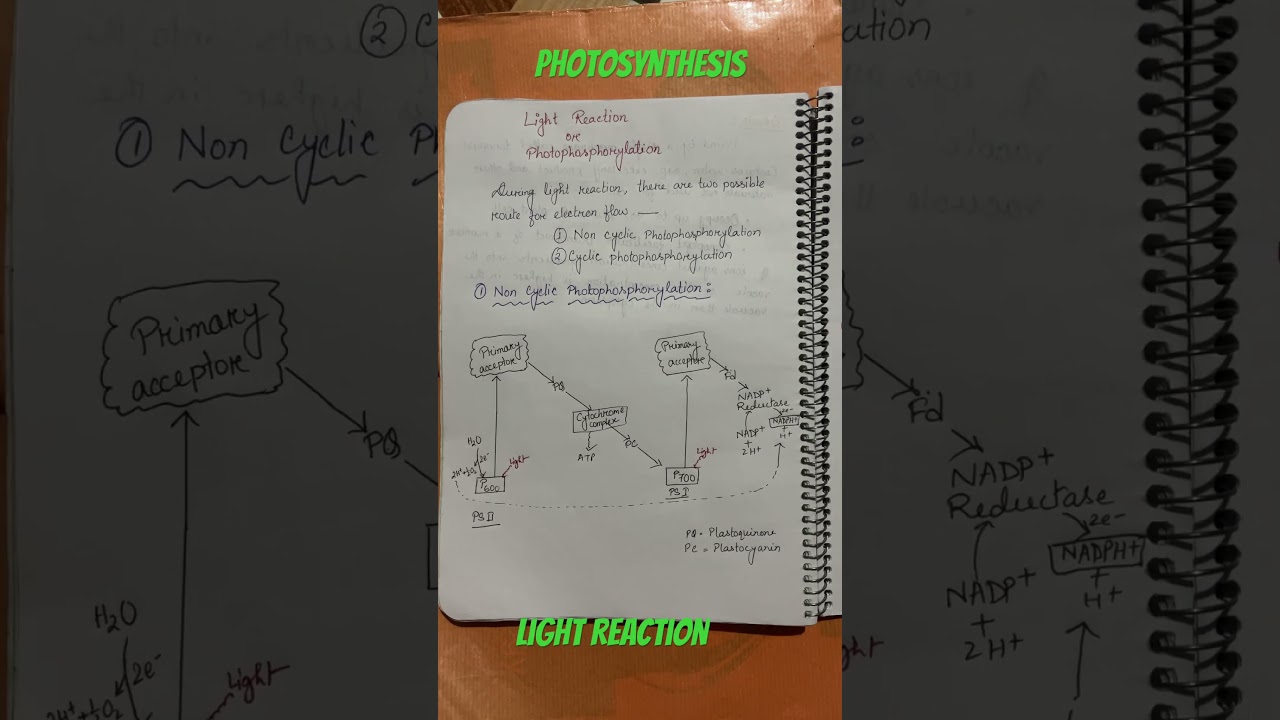 Light Reaction in Photosynthesis π±