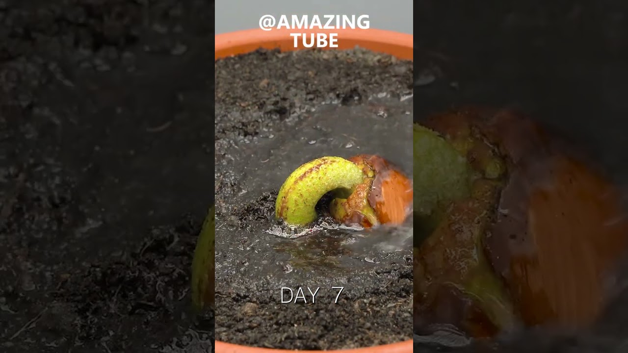 120 Durian Tree Grows in 1 Min 🌱 | 120-Day Timelapse