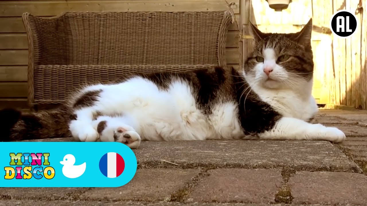 Où est le chat ? Chansons pour enfants 🐱