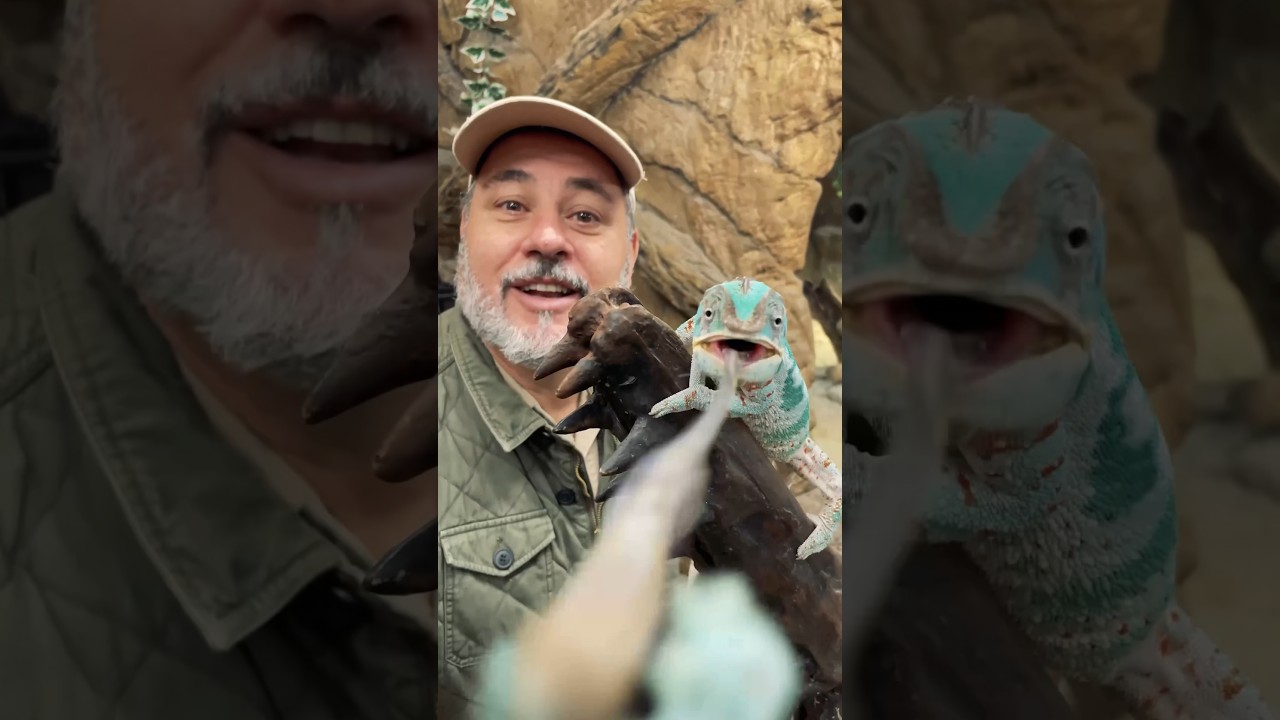 Chameleon Changes Colors Instantly