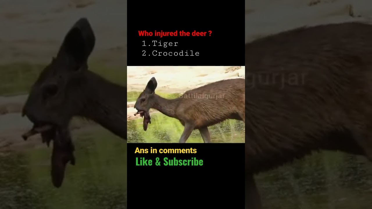 Dramatic Deer Attack by Crocodile in Ranthambore 🐊