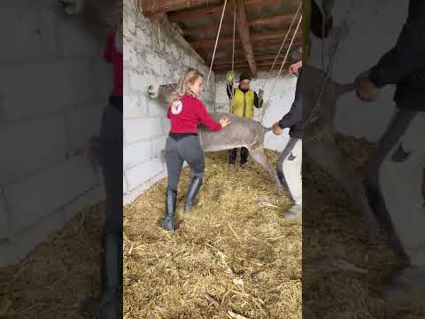 Este foarte slăbită și nu poate sta în picioare #shorts #animals #farm #ferma #amaliabellantoni