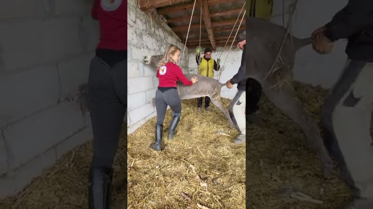 Animală Slăbită și Imobilizată Salvată cu Dragoste 🐾