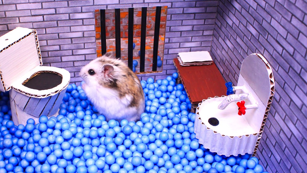 Hamster Escapes Maze in Real-Life Pet Adventure 🐹