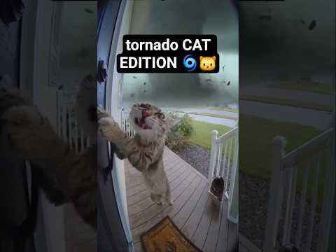 AI Experiments Gone Wrong: Tornado Cat | AI HUMOR LAB Shorts #AI #sora #sora2