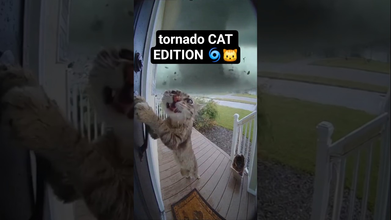 Hilarious AI Tornado Test with a Cat 🌀 | AI HUMOR LAB Shorts