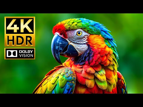 12K UHD WORLD