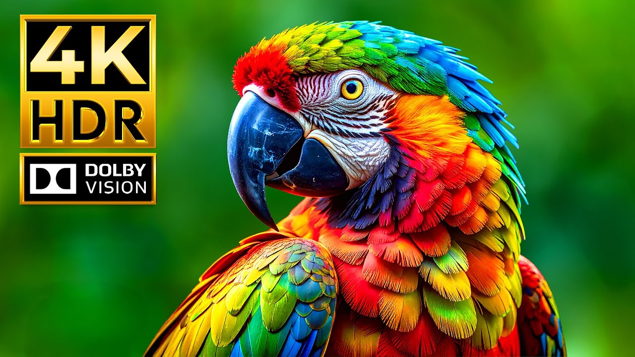 Stunning 4K HDR Wildlife in Dolby Vision & 120fps