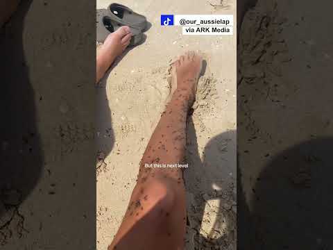 Flies cover Australian beach! 🪰