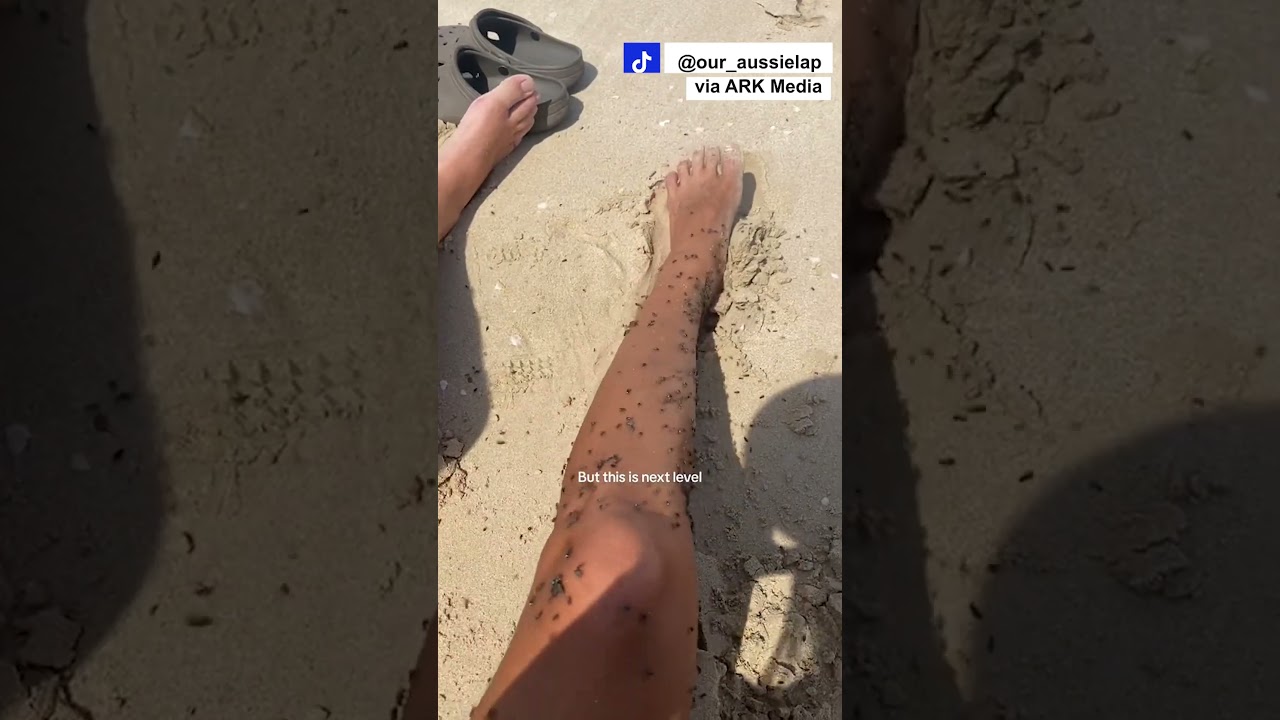 Swarm of Flies Takes Over Australian Beach! 🪰