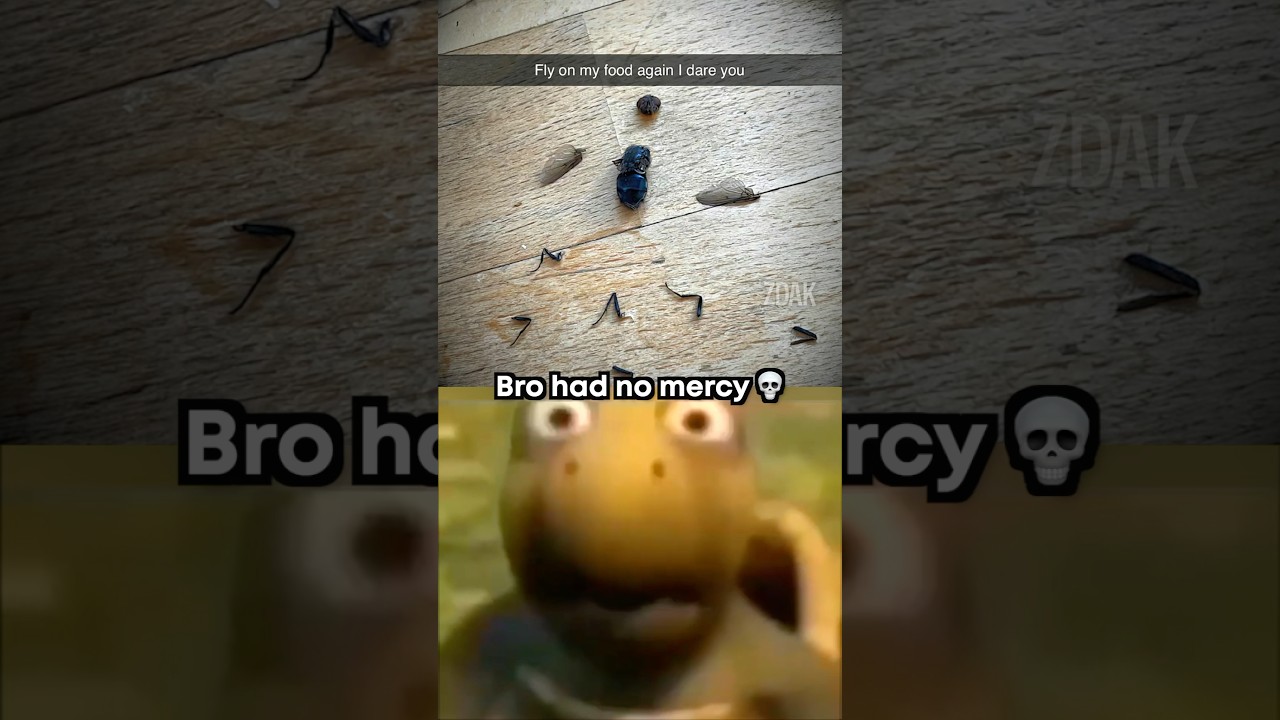 Fly Moment 😱 Dissected Fly & Meme Song