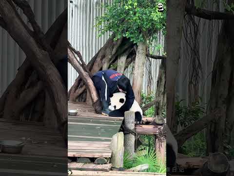 Panda 🐼 Pretty Little Baby #fyp #funny #panda #cute #pandas #pandababy #core #kungfupanda #usa