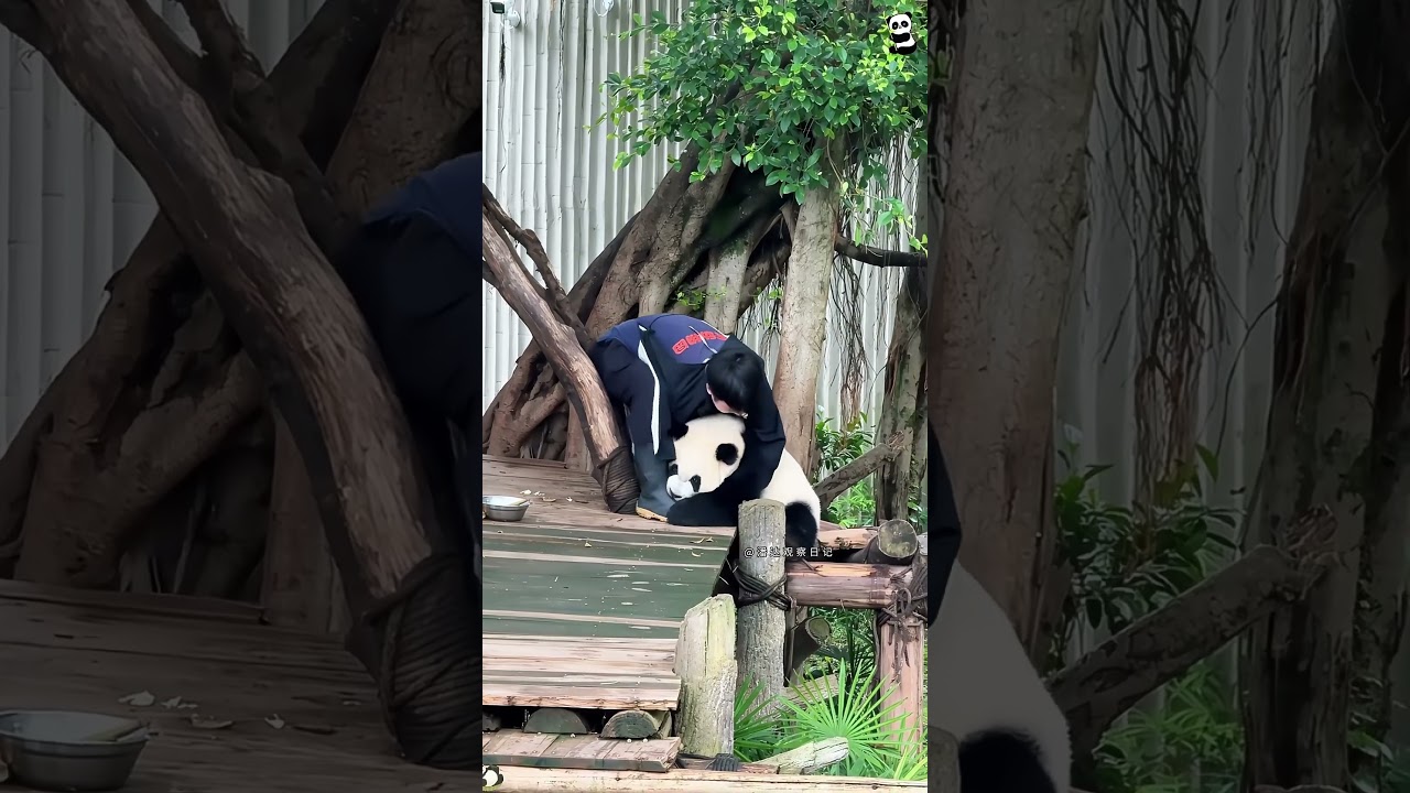 Adorable Panda Baby Making You Smile πΌ #fyp #cute #funny