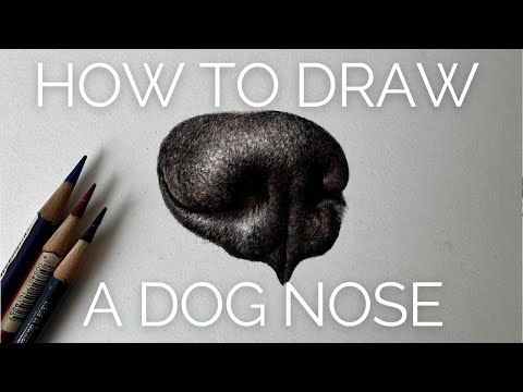 How to draw a realistic dog nose in coloured pencil | Drawing Tutorial