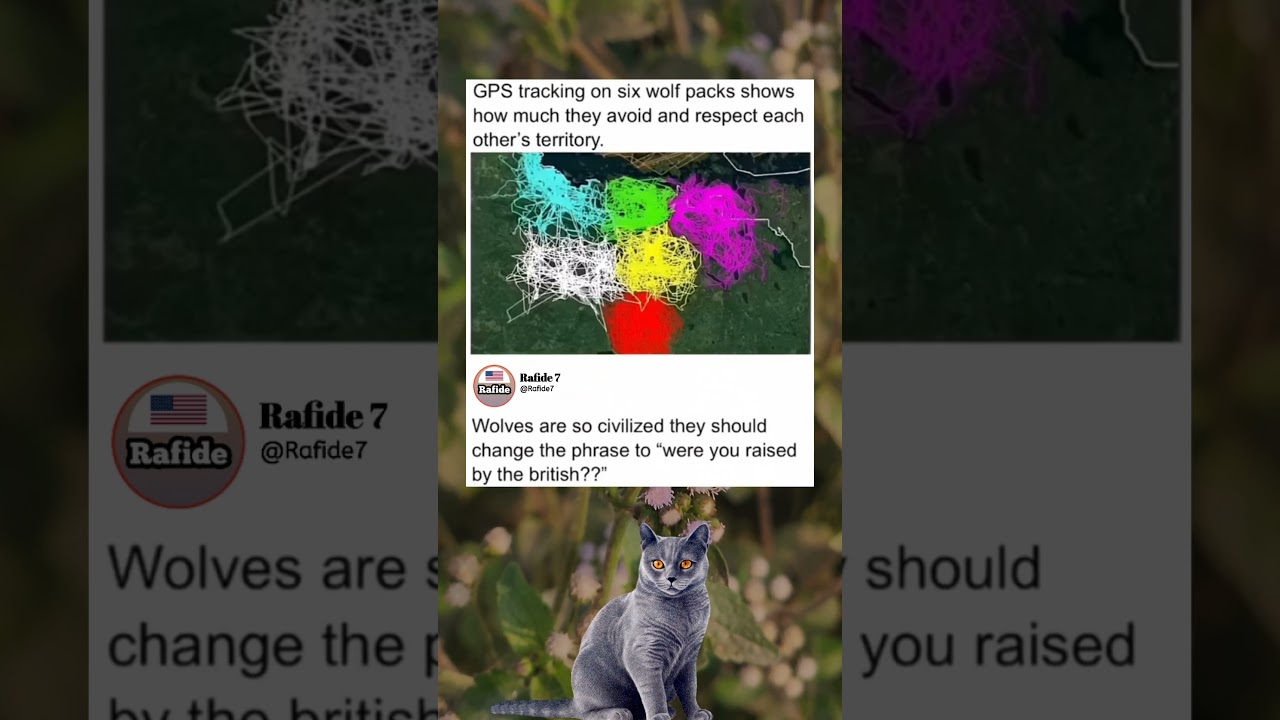 GPS Data Uncovers Wolves' Secret Borders 🐺