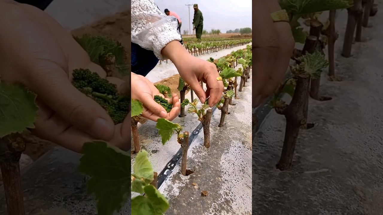 Satisfying Grape Farming Journey π