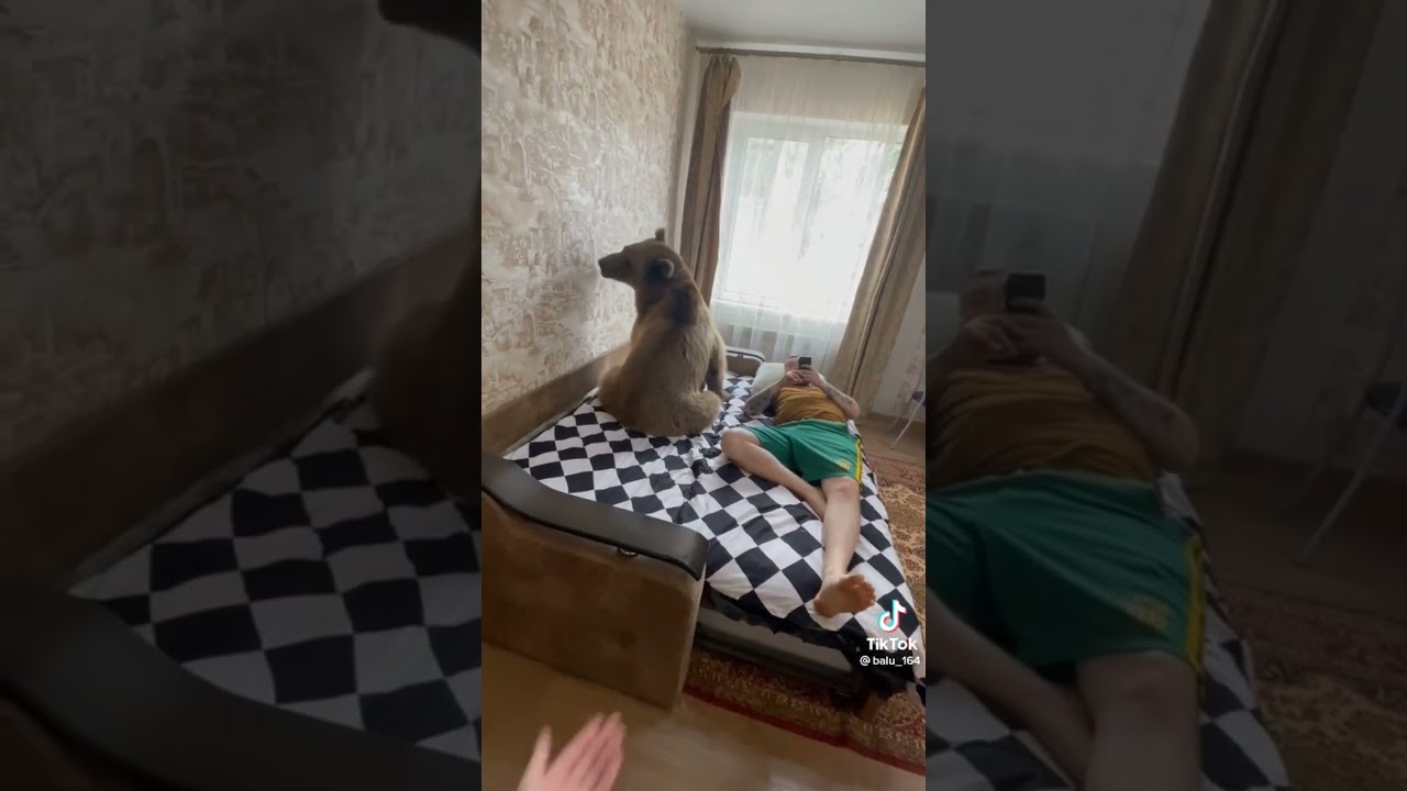 Домашний медведь: миф или реальность?