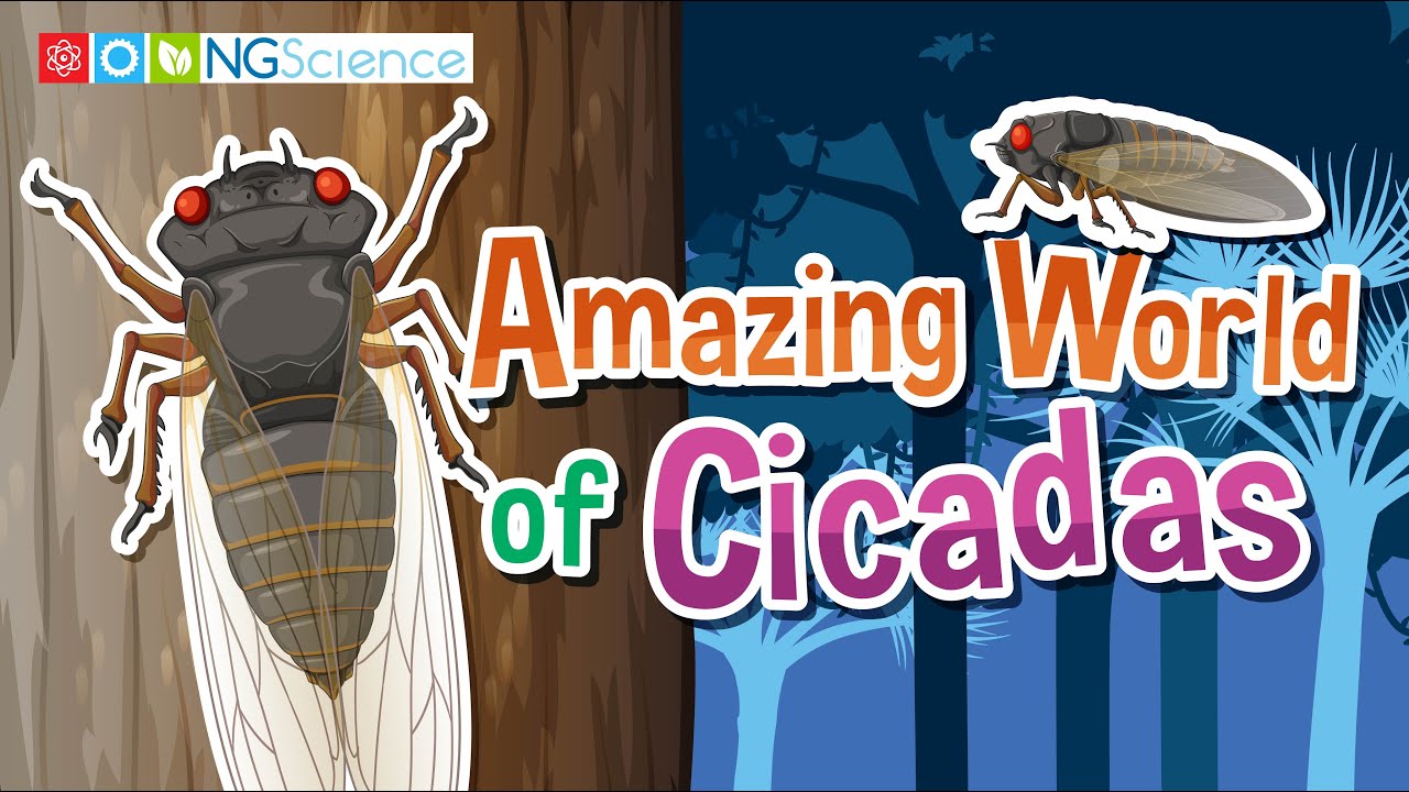 Amazing World of Cicadas